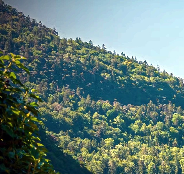 Close view of a forested hillside with leafy branches in the foreground