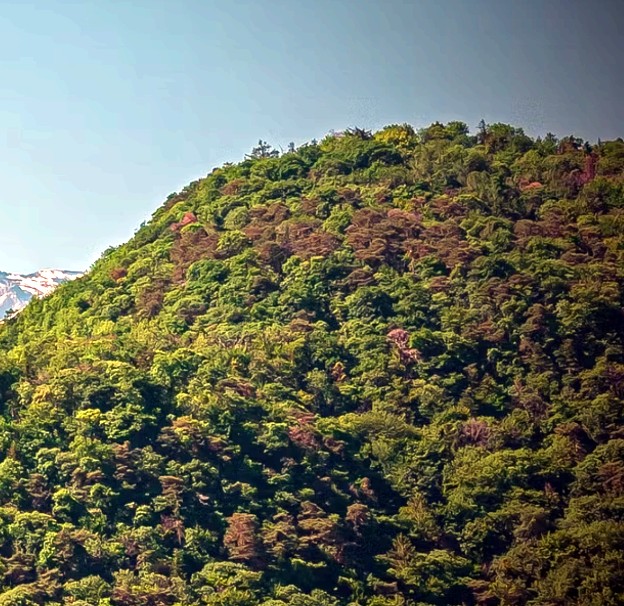 Dense green forest covering a mountain slope with a snow-capped peak behind