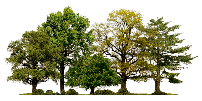 Tree census illustration